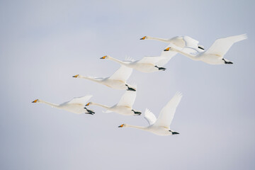 Whooper Swans in flight