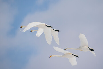 Whooper Swans in flight