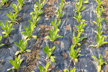 Lettuce plants and vegetables in the vegetable patch