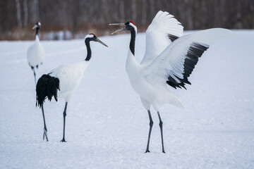 The red-crowned cranes (Grus japonensis)