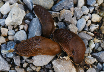 A close-up photograph featuring three brown slugs moving slowly across a textured, pebbled ground, highlighting the distinct patterns on their slimy bodies, natural ecosystems.