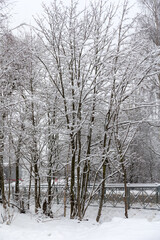 landscape with trees under snow after snowfall