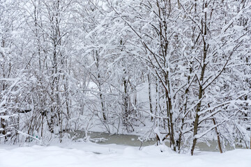 plants under snow after snowfall
