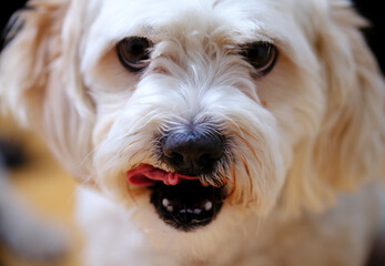 This image captures a white dog with bright, curious eyes licking its nose, showcasing its playful personality and the cute, joyful moments pets bring to life.