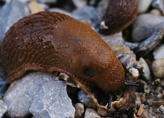 A close-up photograph of a single slug crawling on gravel, highlighting the intricate textures of its body and the surrounding rocky environment in vivid detail.