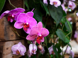 Obraz premium A stunning close-up of bright pink-purple orchids in lush surroundings, showcasing their beautiful texture and natural elegance in a serene garden environment.