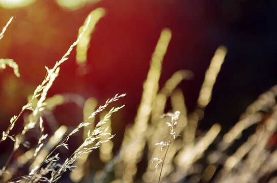 dry grass at sunset on a warm summer evening - Powered by Adobe