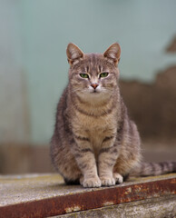 Beautiful gray street cat outdoors