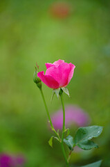 Pink roses on the bush, macro, rose garden