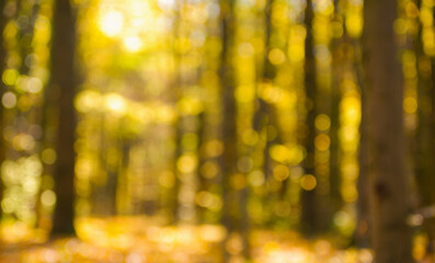 Autumn golden forest, blured background.