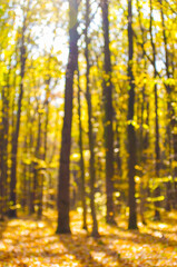 Fototapeta premium Golden autumnal forest with sunbeams