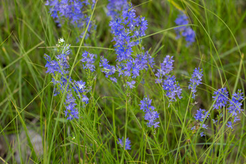 Purple germander speedwell flowers growing in green grass