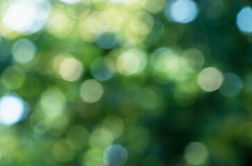 Green bokeh background from nature forest out of focus