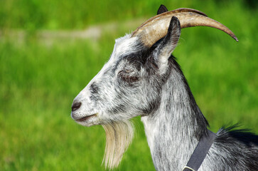 Portrait of a goat on a farm in the village. Beautiful goat posing.
