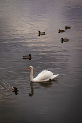Swan Swimming on a Lake