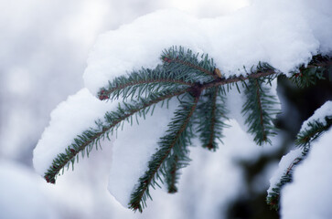 spruce in the snow in winter