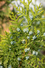 Green thuja cones growing on branch in sunny garden
