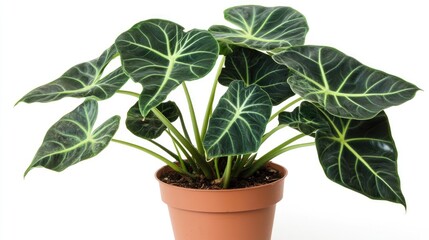 Fototapeta premium Lush Alocasia Wentii houseplant with striking dark green leaves and bold veins, elegantly displayed in a terracotta pot against a clean white backdrop