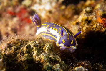 Variable Sternschnecke - Felimare picta im ionischen Meer