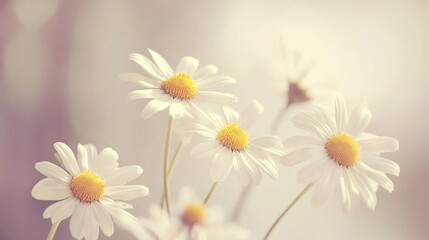 Fototapeta premium A delicate collection of daisies in full bloom, their white petals and yellow centers standing out against a simple, clean background, exuding natural beauty.