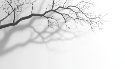 Abstract gray shadows of bare tree branches cast on a white wall, creating a serene and neutral nature background for design presentations.