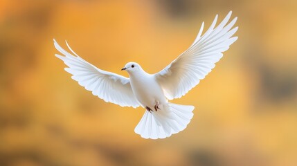 A graceful white dove in mid-flight against a soft, blurred autumn background.