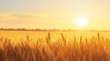 Fototapeta premium A picturesque rural landscape with golden wheat fields glowing under the warm hues of a setting sun, embodying the peaceful beauty of the countryside.