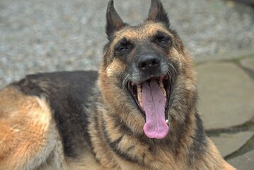 The dog yawns with its mouth wide open and its tongue hanging out