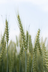 Close-up of wheat ears
