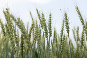 Close-up of wheat ears