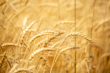 Wheat field on a sunny day. Grain farming, ears of wheat close-up. Agriculture, growing food products.