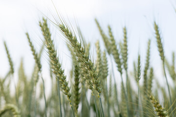 Close-up of wheat ears
