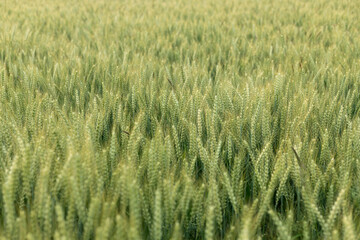 Close-up of wheat ears