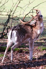 Young deer in the woods