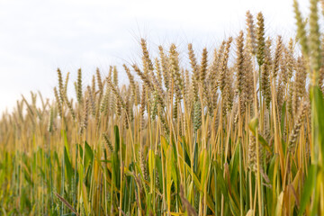 Wheat crops in the field