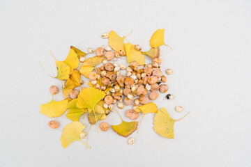 Aufgesammelte Ginkgo Blätter, Früchte und Kerne auf grauem Karton ausgeleert