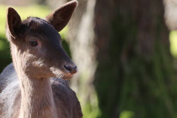 Young deer in the forest