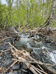 stream in the forest