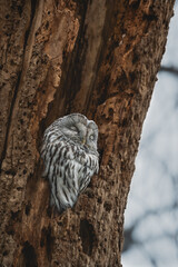 sleeping owl in tree