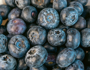 Obraz premium Macro of fresh blueberry berries. Blueberries close-up. Vaccinium myrtillus.