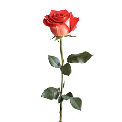 A single rose flower transparent background