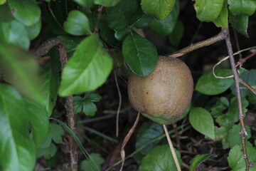 Old apple on a branch