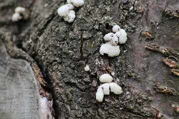 Polypore mushroom or turkey tail -trametes versicolor- on a tree trunk in a forest. Beautiful...