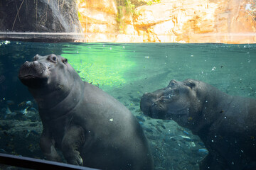hypopotamus underwater in Valencia Biopark