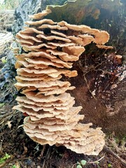Image of Ganoderma sp mushroom. Ganoderma mushroom on tree trunk.