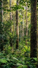Obraz premium Sunlit Lush Tropical Forest Landscape
