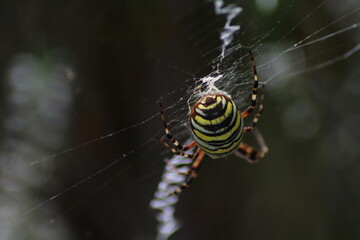 Wasp spider (Argiope bruennichi) on web. Black and yellow stripe. Large, colorful spider
