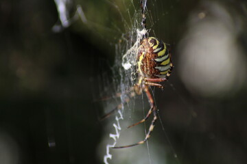 Wasp spider (Argiope bruennichi) on web. Black and yellow stripe. Large, colorful spider
