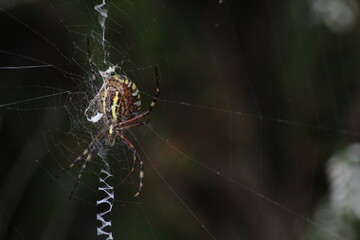 Wasp spider (Argiope bruennichi) on web. Black and yellow stripe. Large, colorful spider
