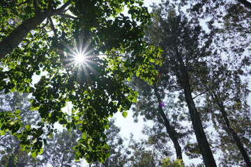 Obraz premium Sun shining through trees. Low angle view of trees and Sun star effect in Yercaud forest.